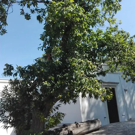 Rosanna פאסאנו