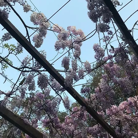 לינה וארוחת בוקר Rosanna 3*